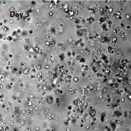 VitroGel YIGSRを用いたの乳がん細胞（MCF-7）三次元培養